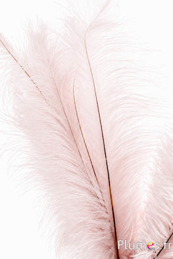 Struzzo - 30-40 cm - bianco rosato
